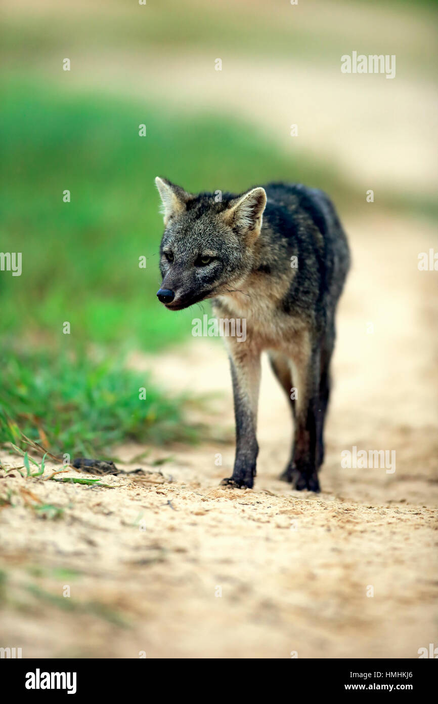 Crab eating fox hires stock photography and images Alamy