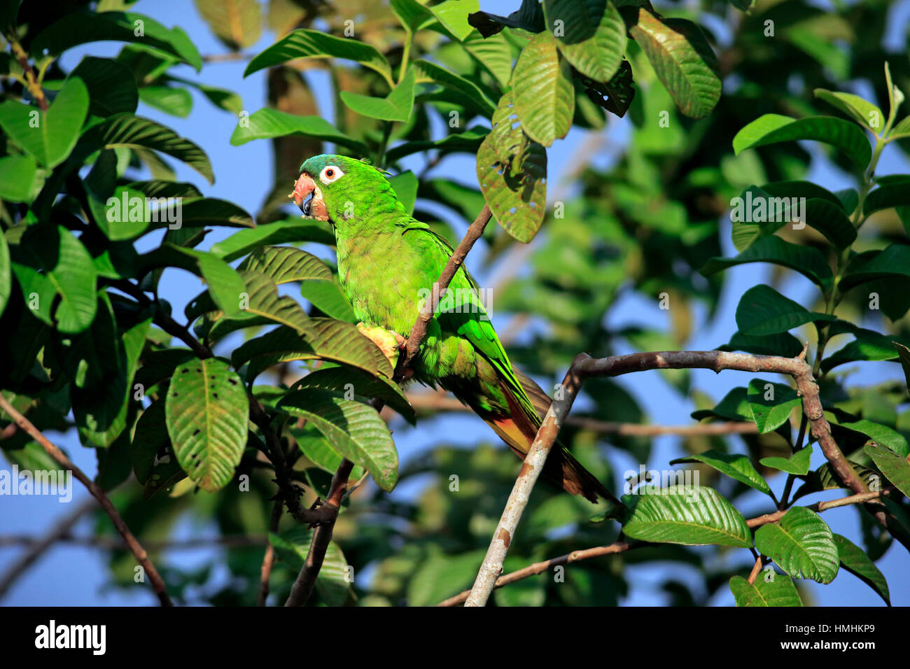 Store Forretningsmand Alvorlig Fig parrots hi-res stock photography and images - Alamy