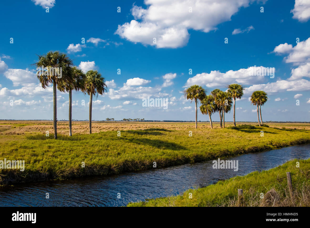 Palm trees across water canal in south central Florida Stock Photo