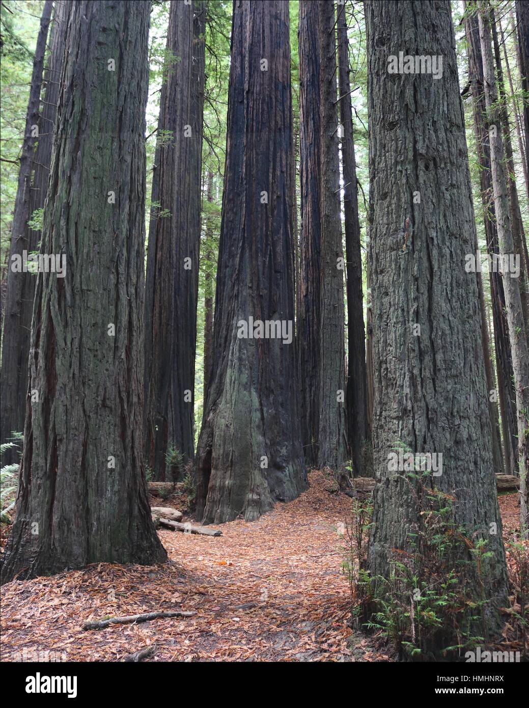 Coastal redwood trees stand tall in Crescent City, California, USA