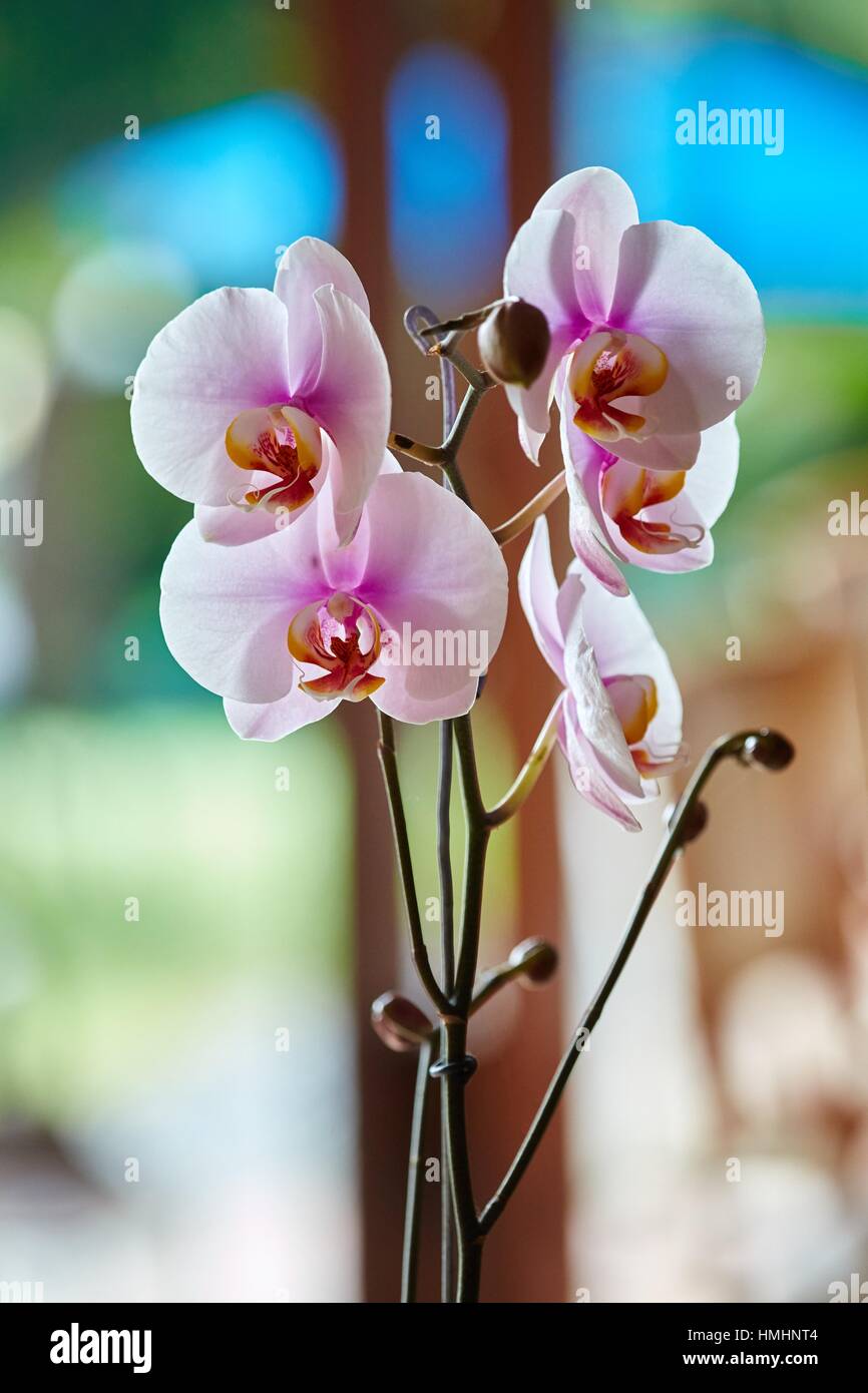 Orchid, Pereira, Risaralda, Colombia, South America Stock Photo