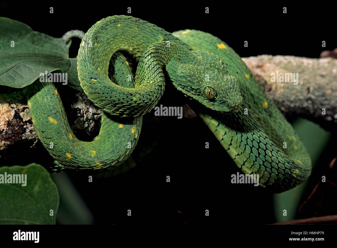 Green bush viper (Atheris chloroechis) captive specimen, , Native of Central and West Africa,. Stock Photo