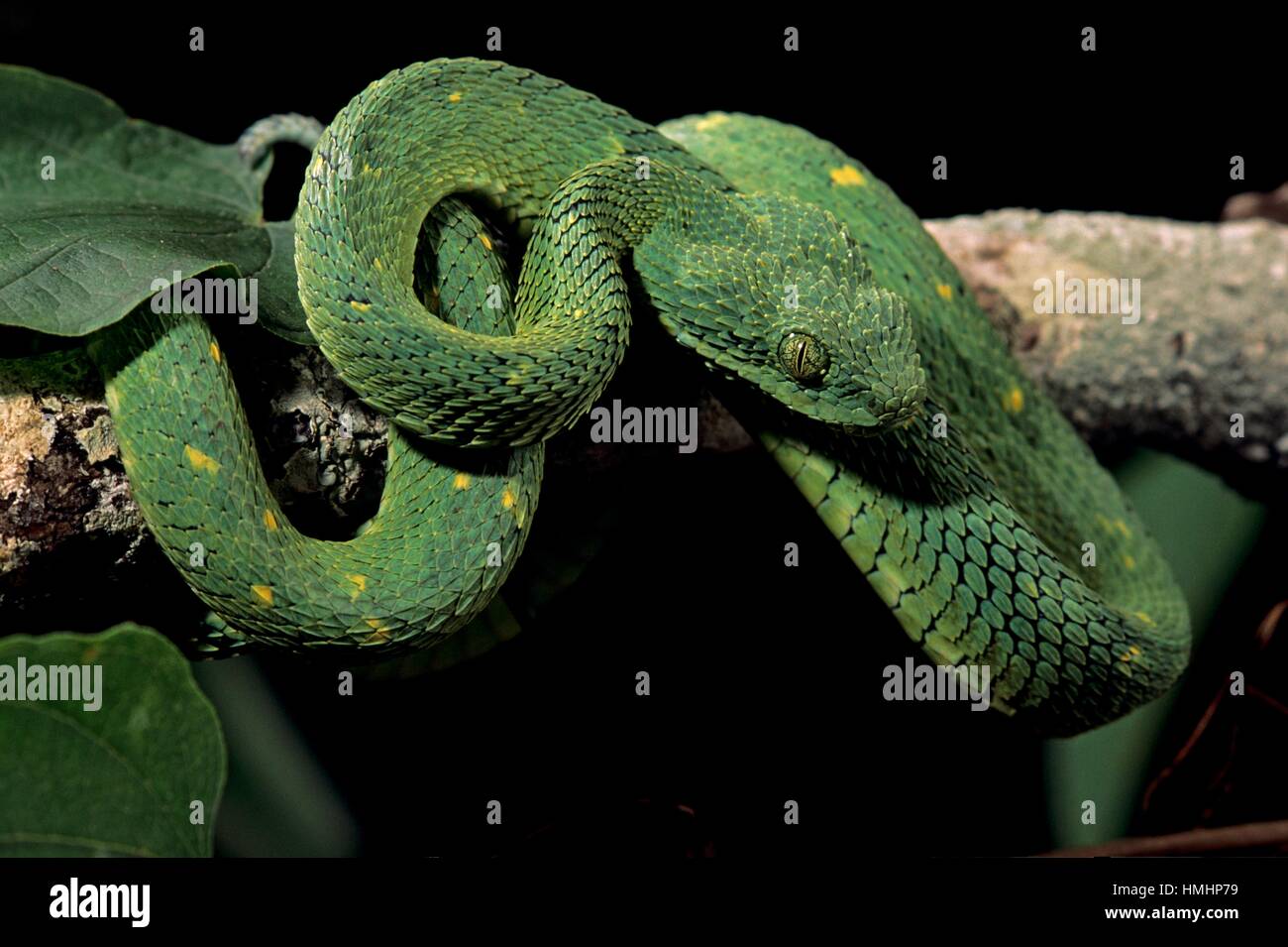 Western bush viper (Atheris chlorechis) close-up, captive (native to  Western Africa) Stock Photo