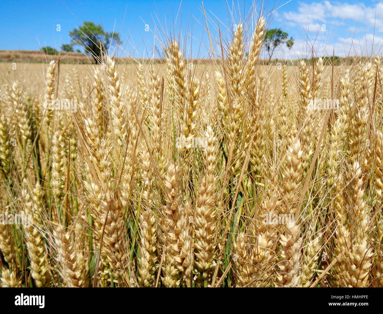 Wheat (Triticum spp.), Bages, Catalonia, Spain Stock Photo