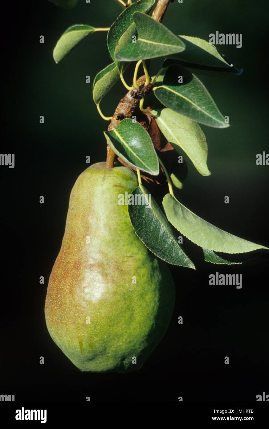 Bartlett pear, Hood River Valley, Oregon Stock Photo Alamy