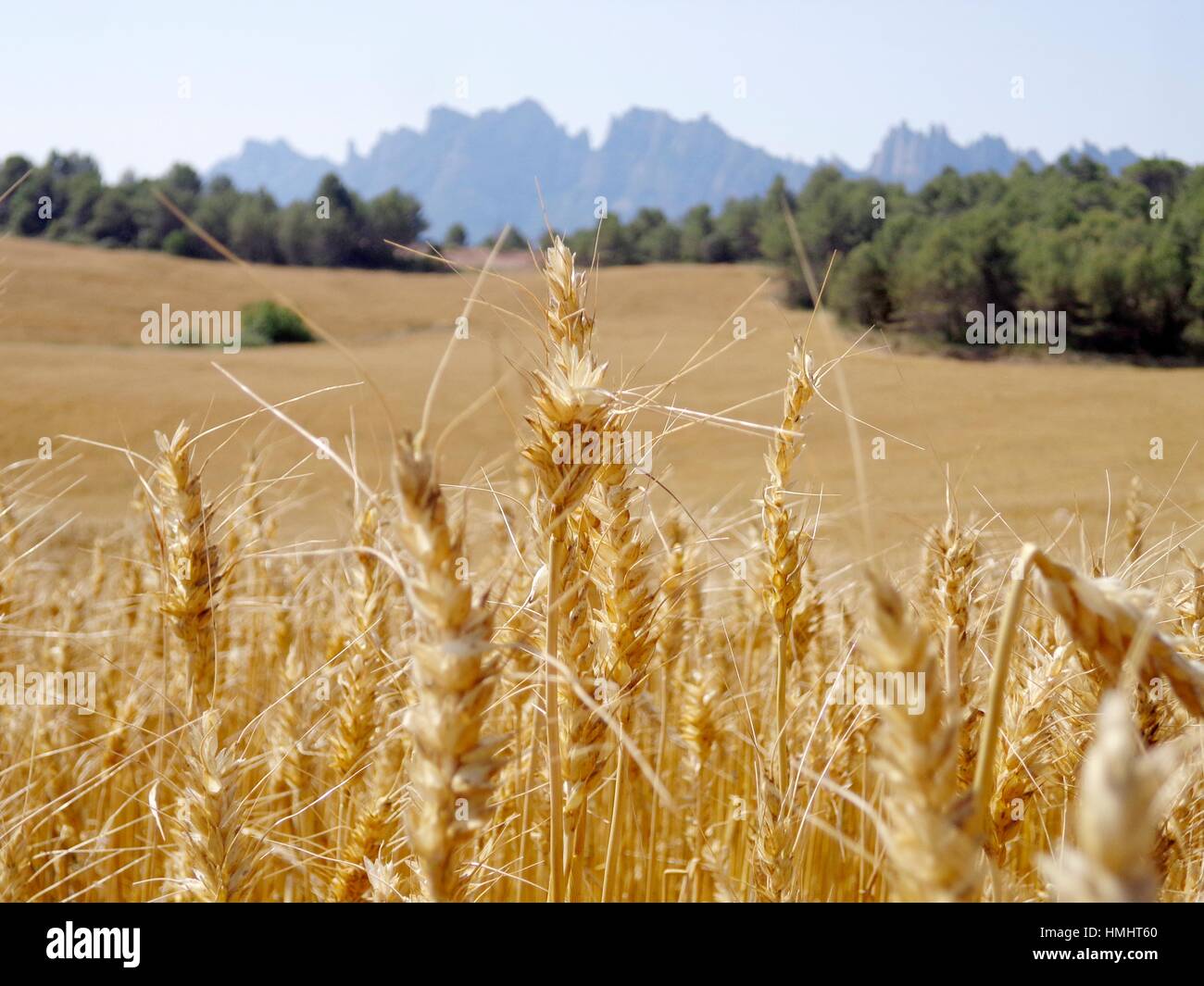Wheat on June, Bages, Catalonia, Spain Stock Photo