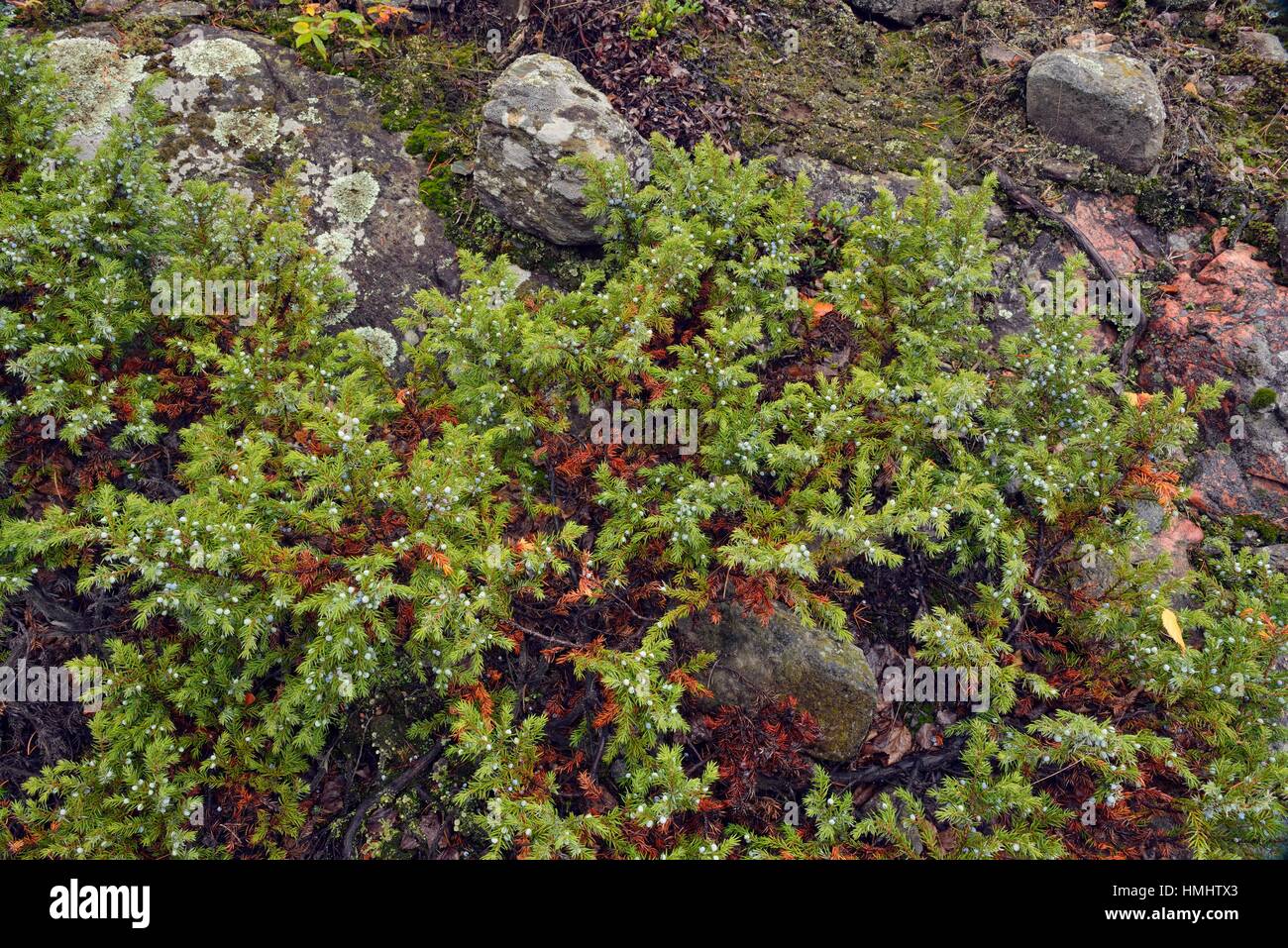 Juniper berries canada hires stock photography and images Alamy