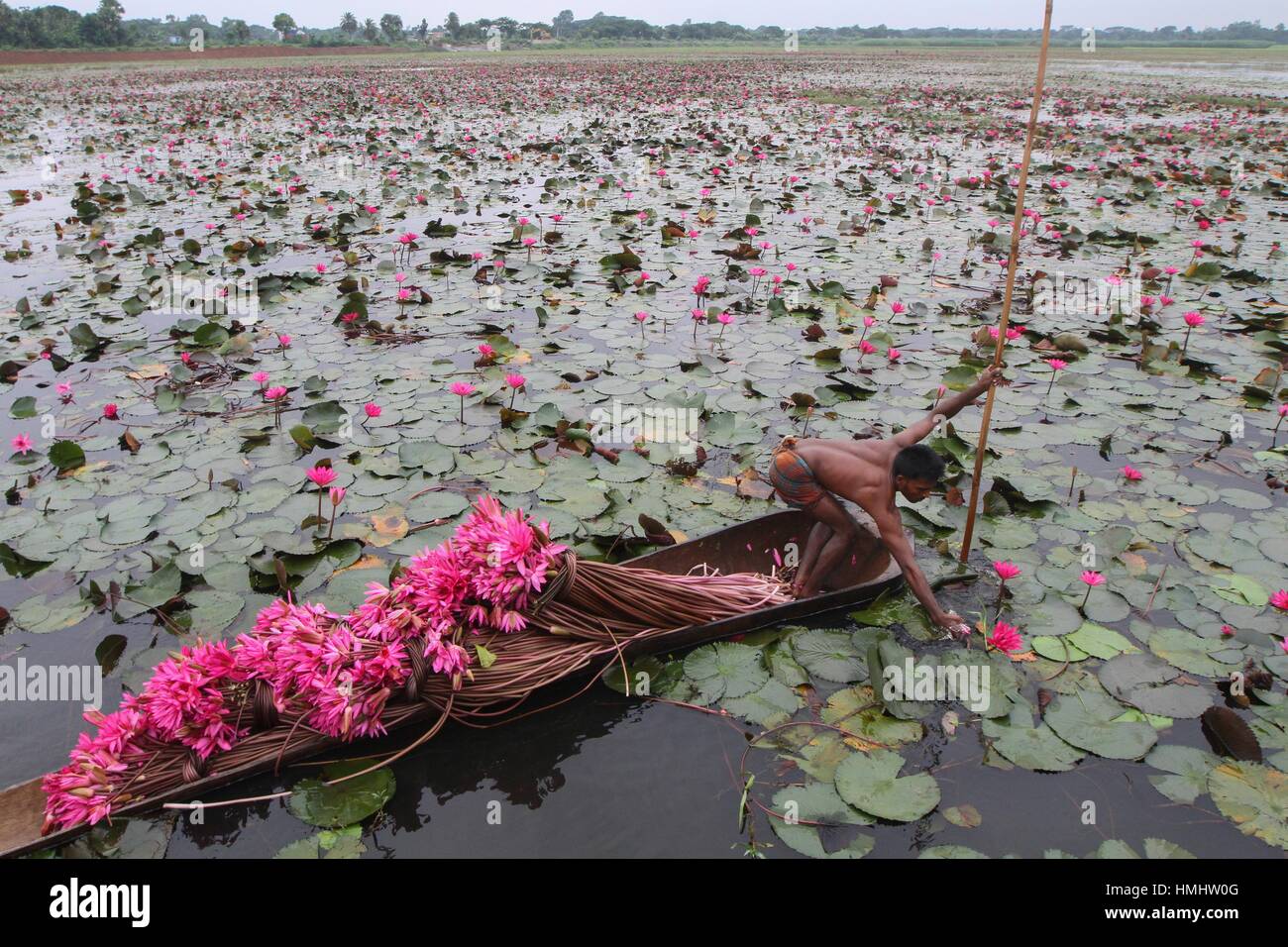 Red water lily in bangladesh hires stock photography and images Alamy