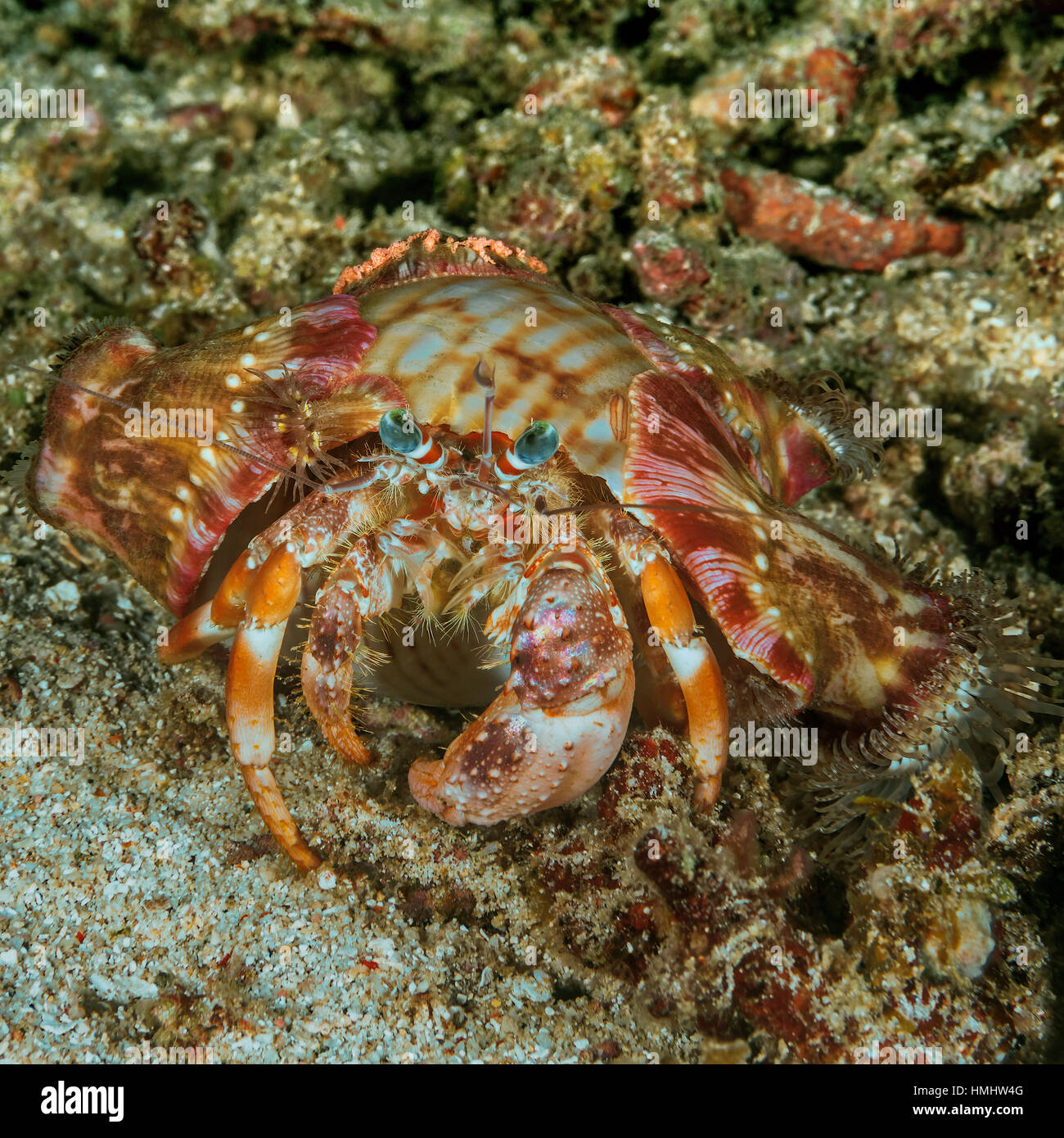an anemone hermit crab on the sea floor Stock Photo - Alamy