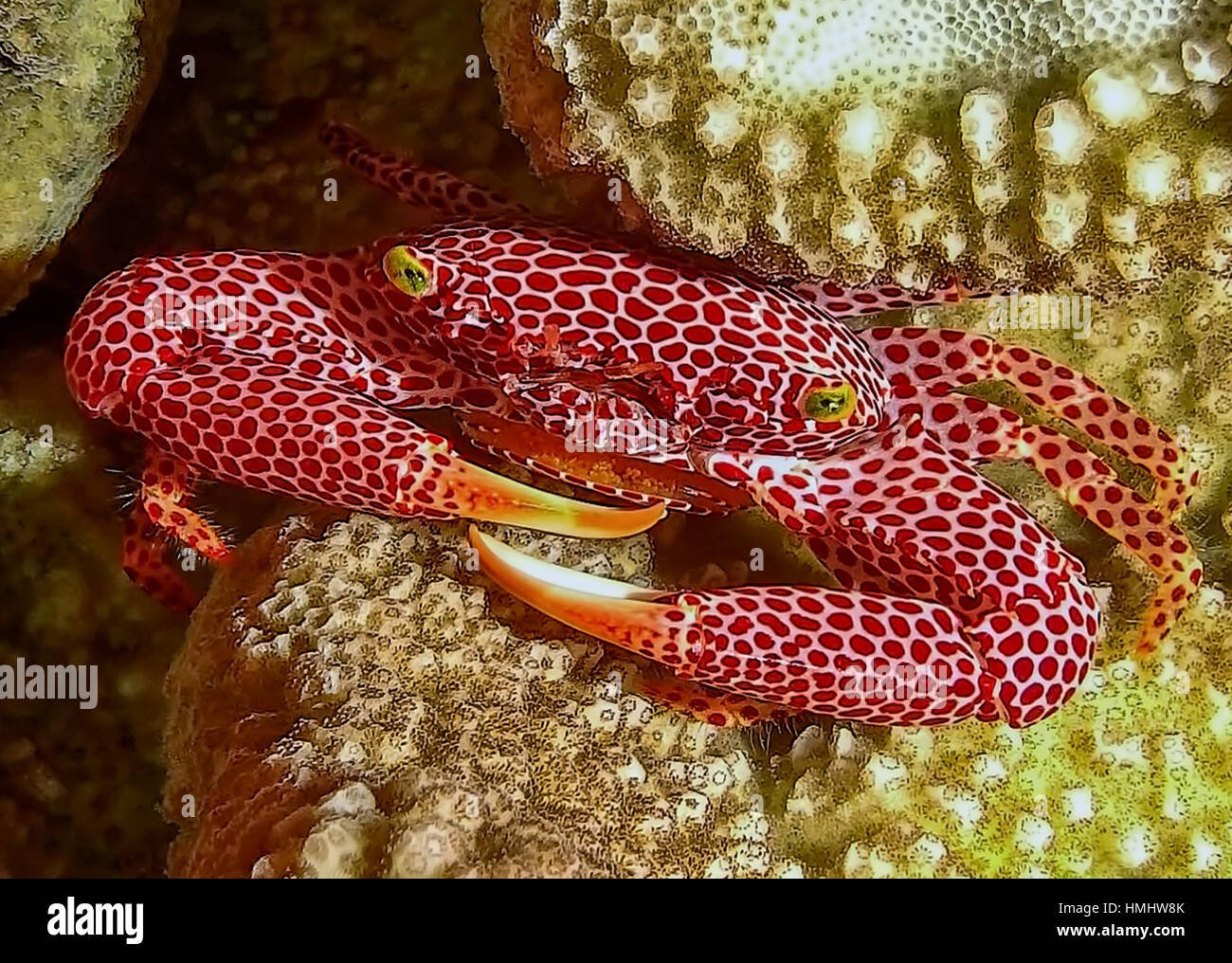 A red spotted coral crab sitting on it's coral host Stock Photo - Alamy