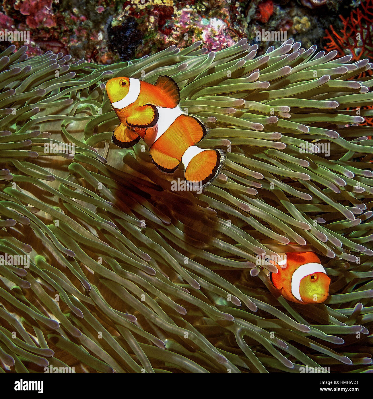 two clown fish hiding in an anemone for protection Stock Photo