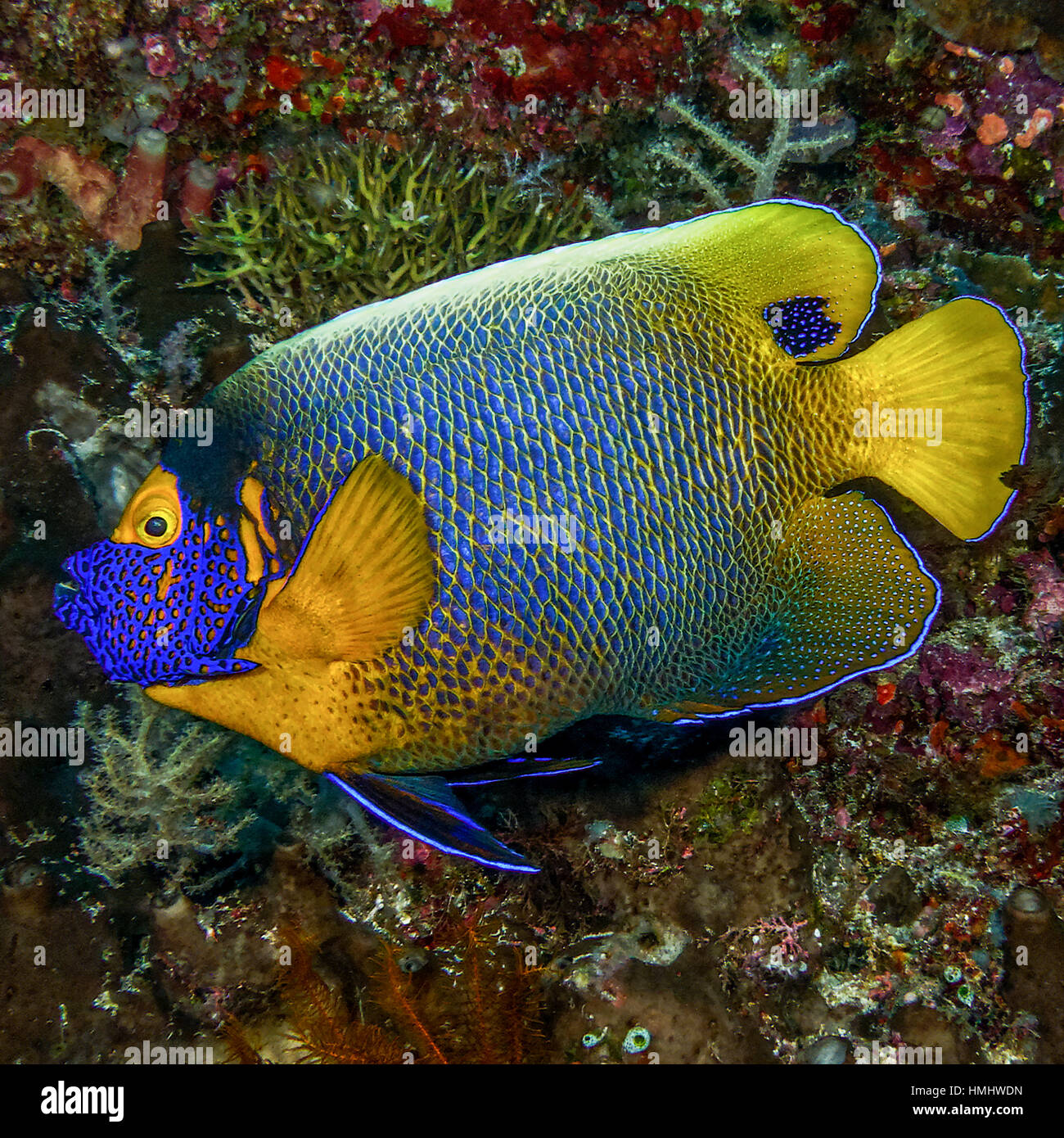A yellowmasked angelfish swimming against a coral wall, taken midday with a flash at 23 meters Stock Photo