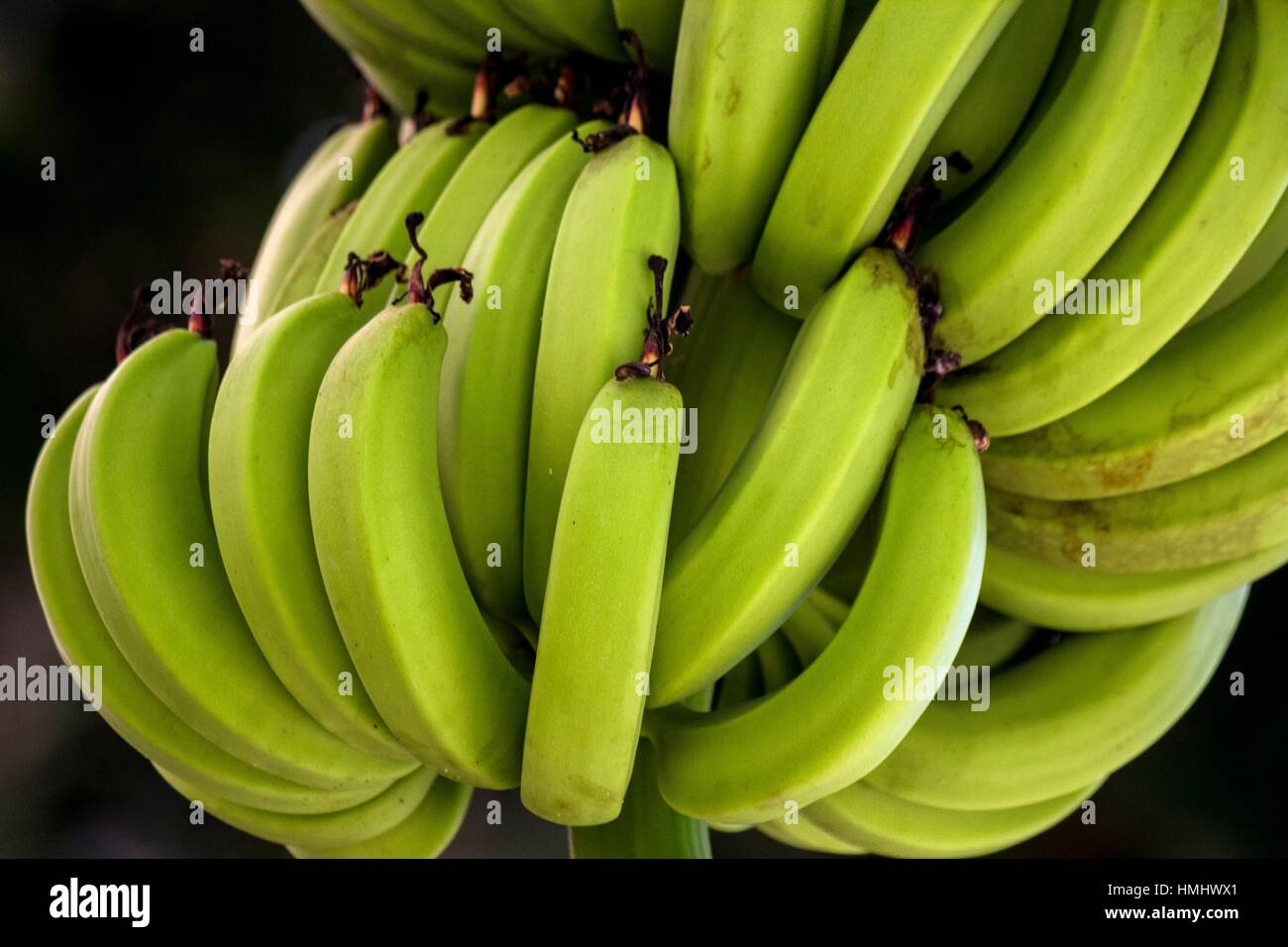 Clusters of green (unripe) bananas growing on a banana tree (plant) in