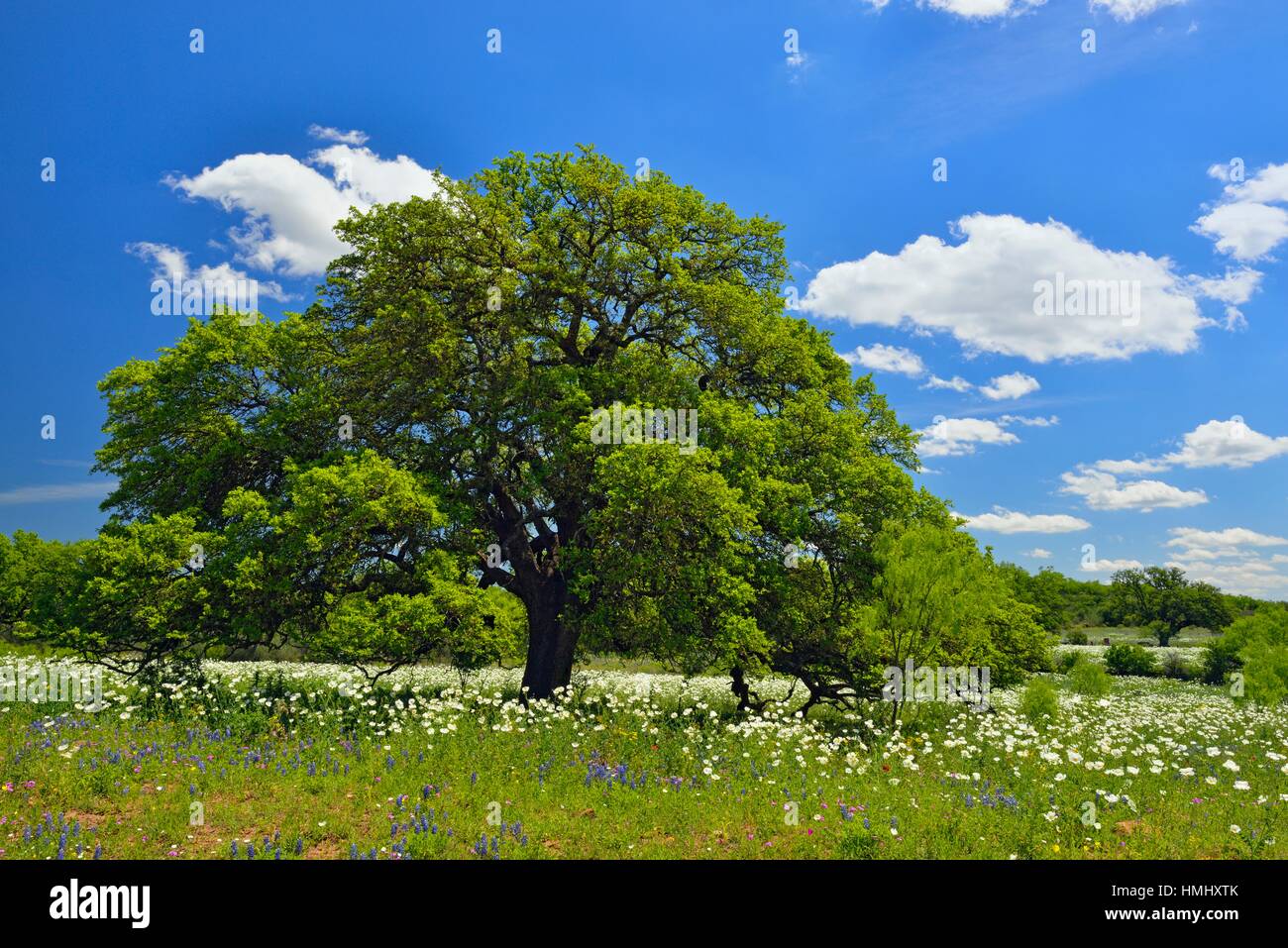 Wildflowers and oak tree along the Art Hedwigs Hill Road, Mason County