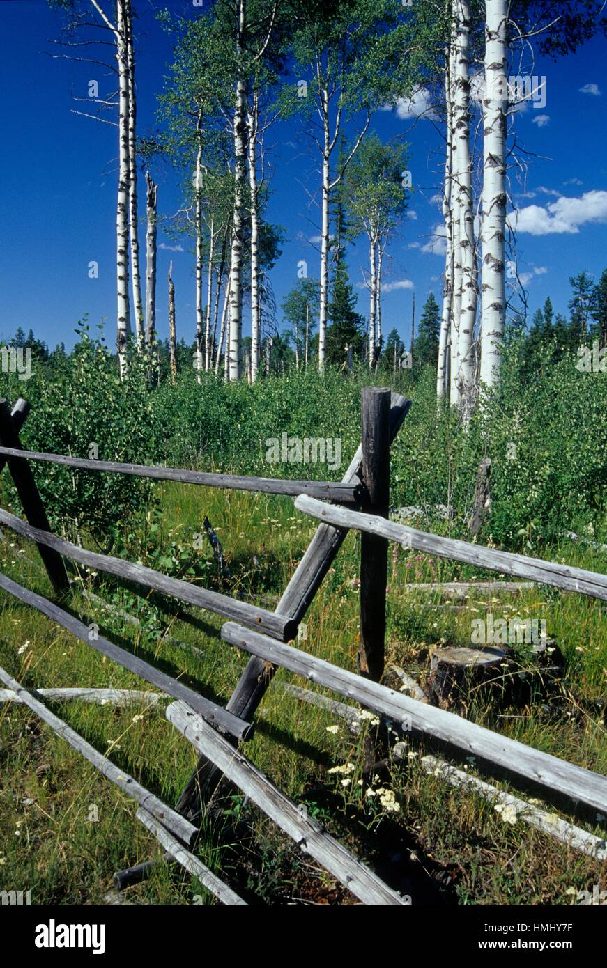 Aspen Grove Near Potamus Point Umatilla National Forest Oregon Stock Photo Alamy Aspen Grove Near Potamus Point Umatilla National Forest Oregon Stock Photo Alamy