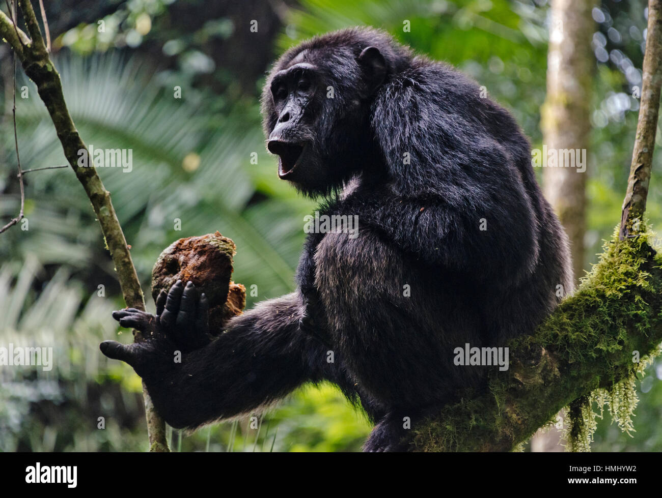 Chimapanzee eating wild jackfruit, Kibale National Park, Uganda Stock Photo