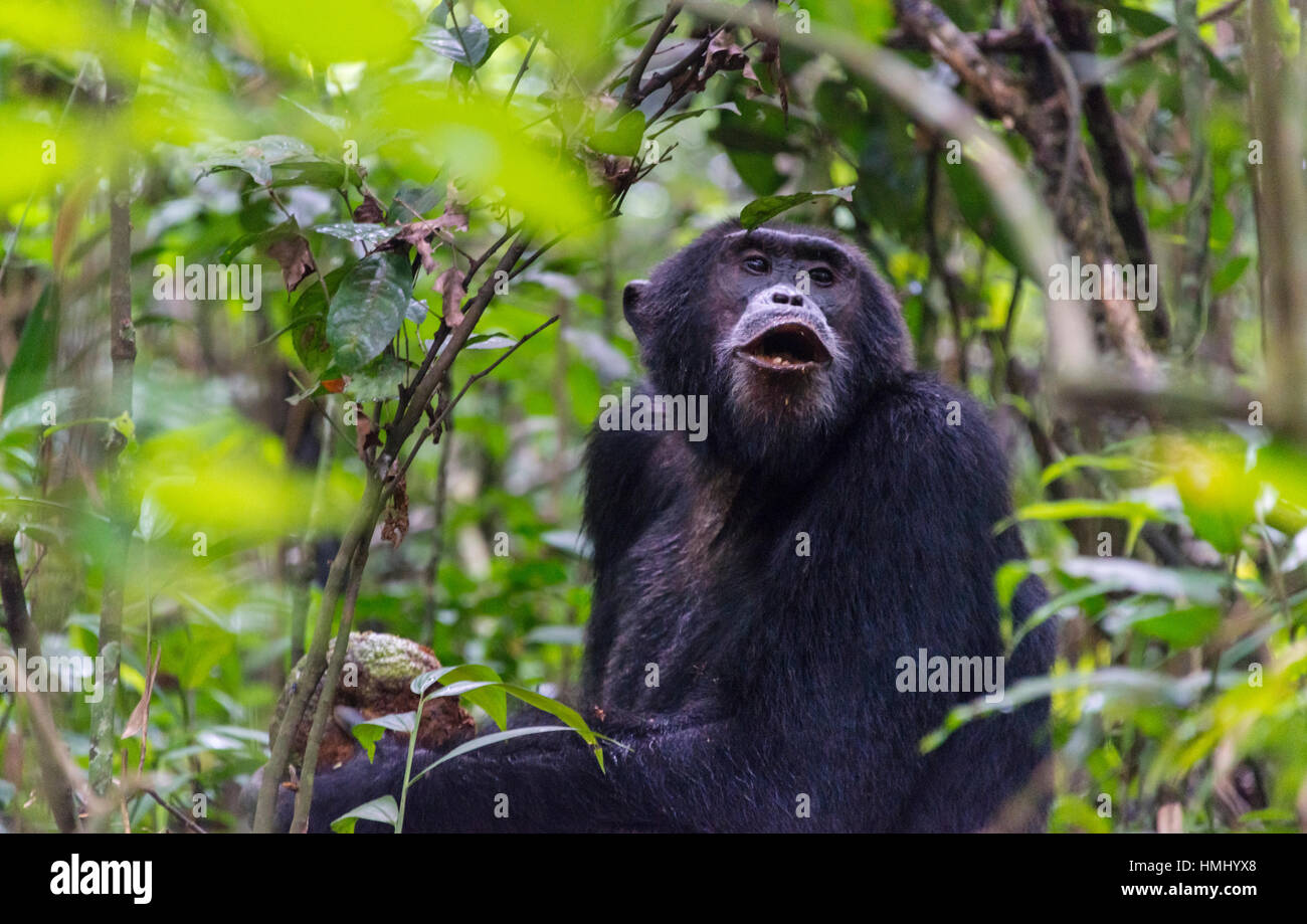 Chimapanzee sitting on a tree, Kibale National Park, Uganda Stock Photo