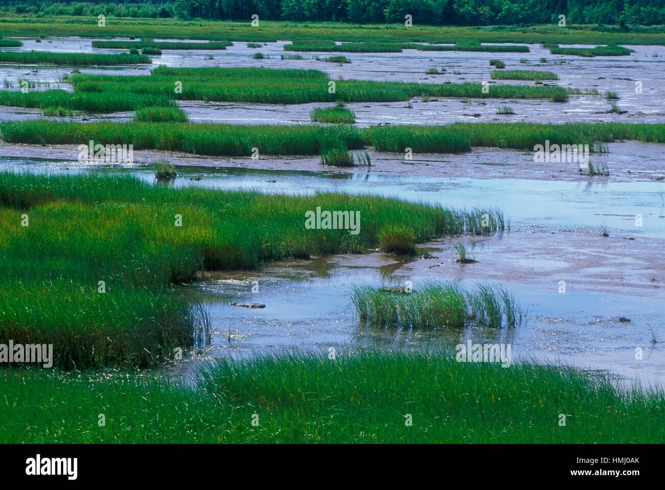 Marsh grasses and salt estuary on a summer afternoon, Shippagan, NB