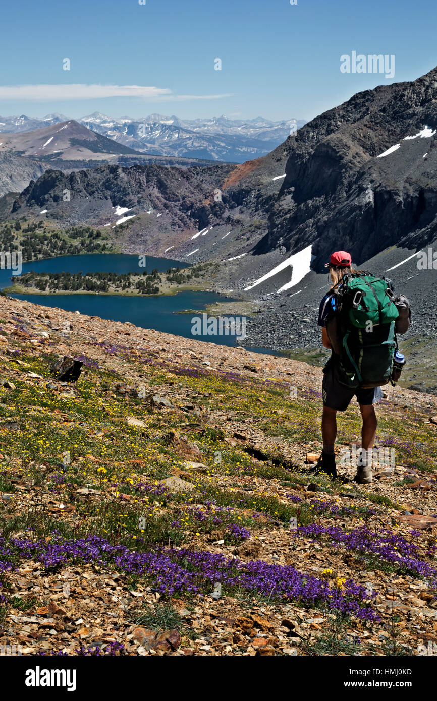 CA02997-00...CALIFORNIA - Wildflowers blooming along the trail below Koip Peak Pass decending to Alger Lakes in the Ansel Adams Wilderness. Stock Photo