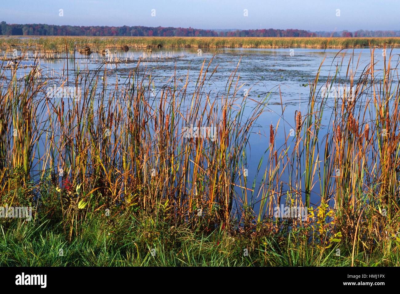 Main Pool, Montezuma National Wildlife Refuge, New York Stock Photo Alamy