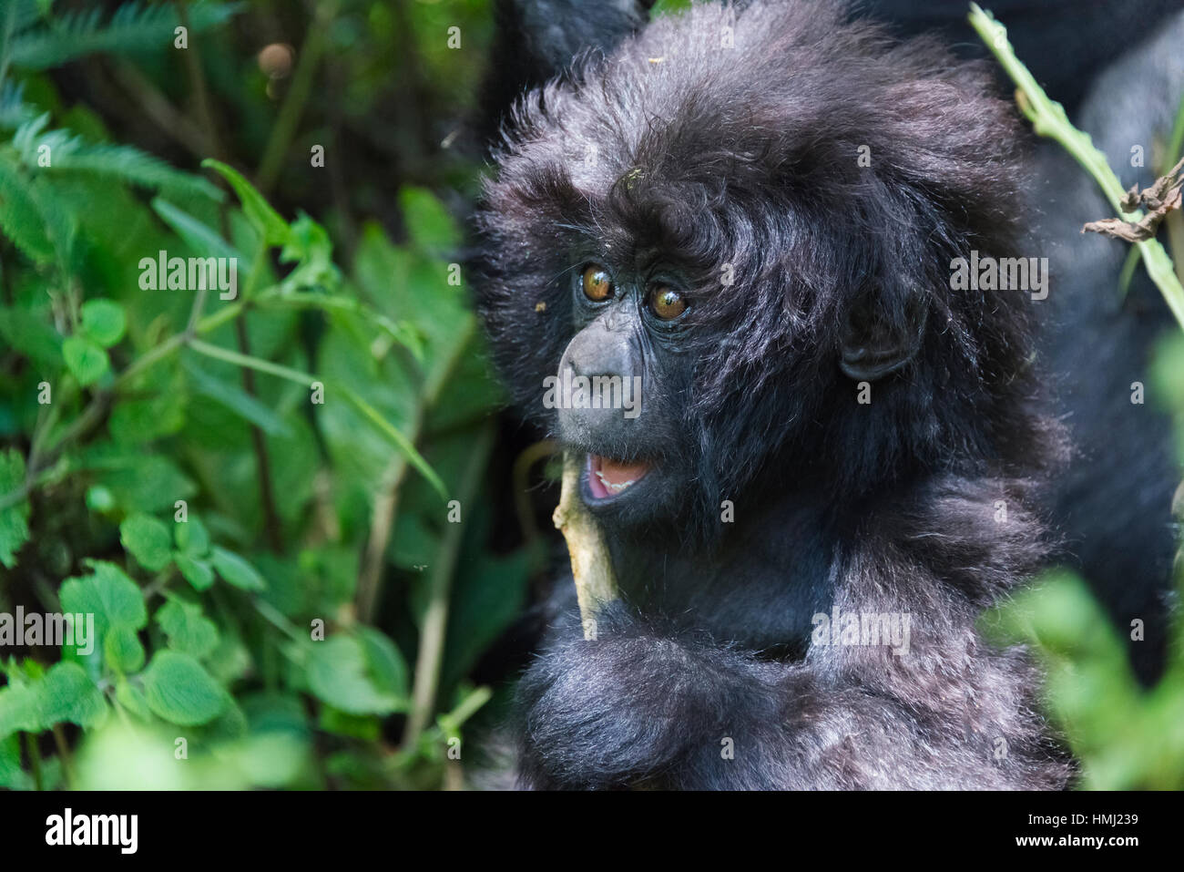 6-month-old baby in the forest, Parc National des Volcans, Rwanda Stock Photo