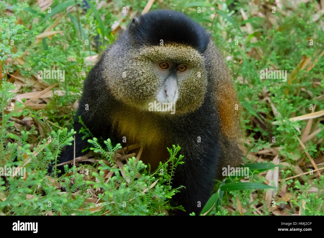 Golden Monkey Cercopithecus Mitis Kandti In The Bamboo Forest Parc 