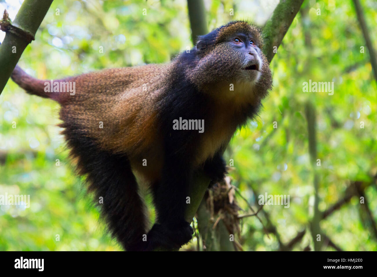 Golden monkey cercopithecus kandti hires stock photography and images