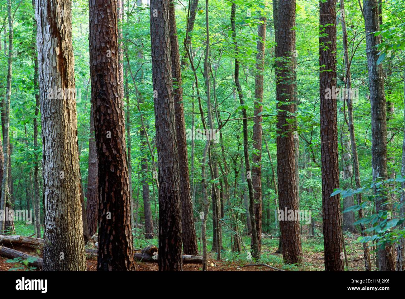Sumter, South Carolina Not Fort High Resolution Stock Photography and