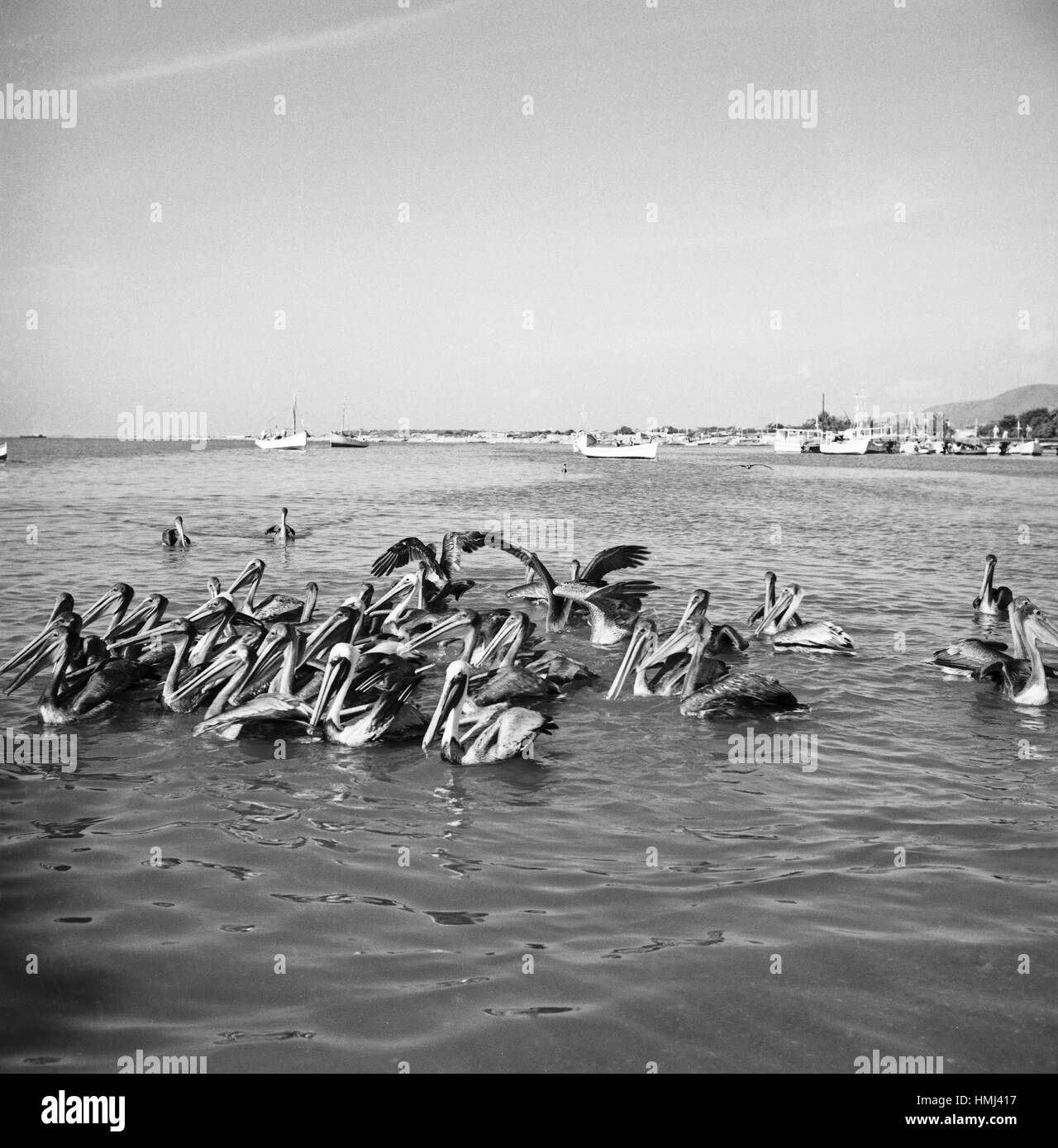 Pelikane am Ufer der Isla Margarita, Venezuela 1966. Pelican next to the Coast of the Isla Margarita, Venezuela 1966. Stock Photo