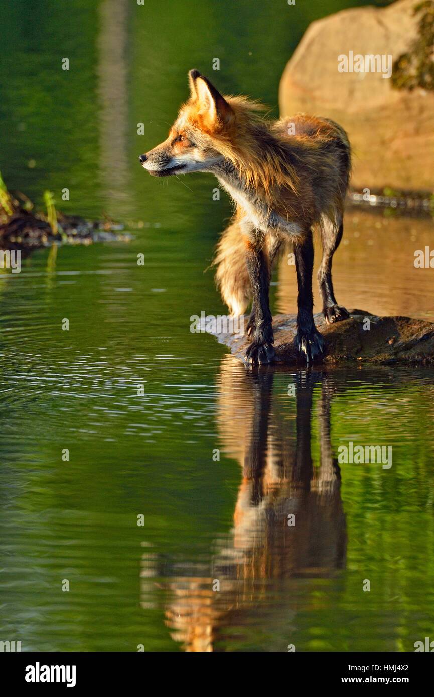 Red fox (Vulpes vulpes) captive, Minnesota Wildlife Connection, Sandstone, Minnesota, USA Stock