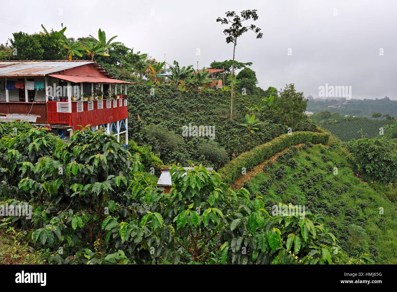 coffee plantation in the region of Armenia, department of Quindio,  Cordillera Central of the Andes mountain range, Colombia, South America  Stock Photo - Alamy