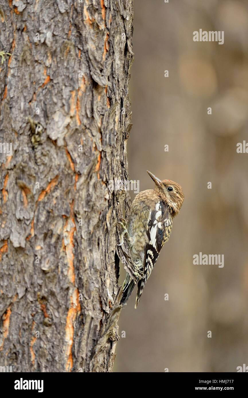 Blackbacked woodpecker (Picoides arcticus) Juvenile, Queen Elizabeth