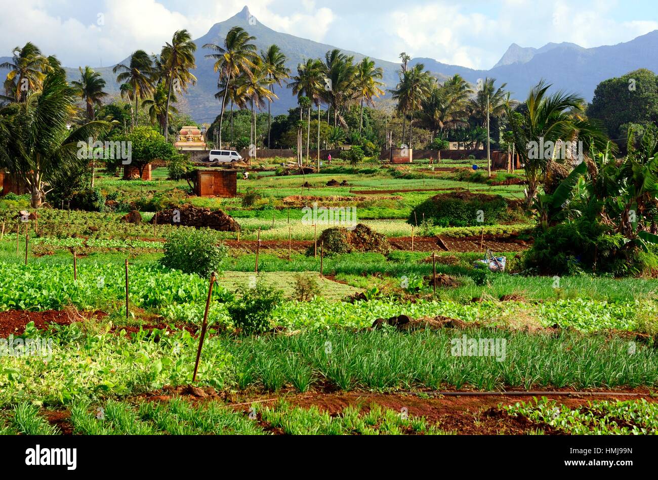 agriculture farm, Terre Rouge, Pamplemousses district, Mauritius