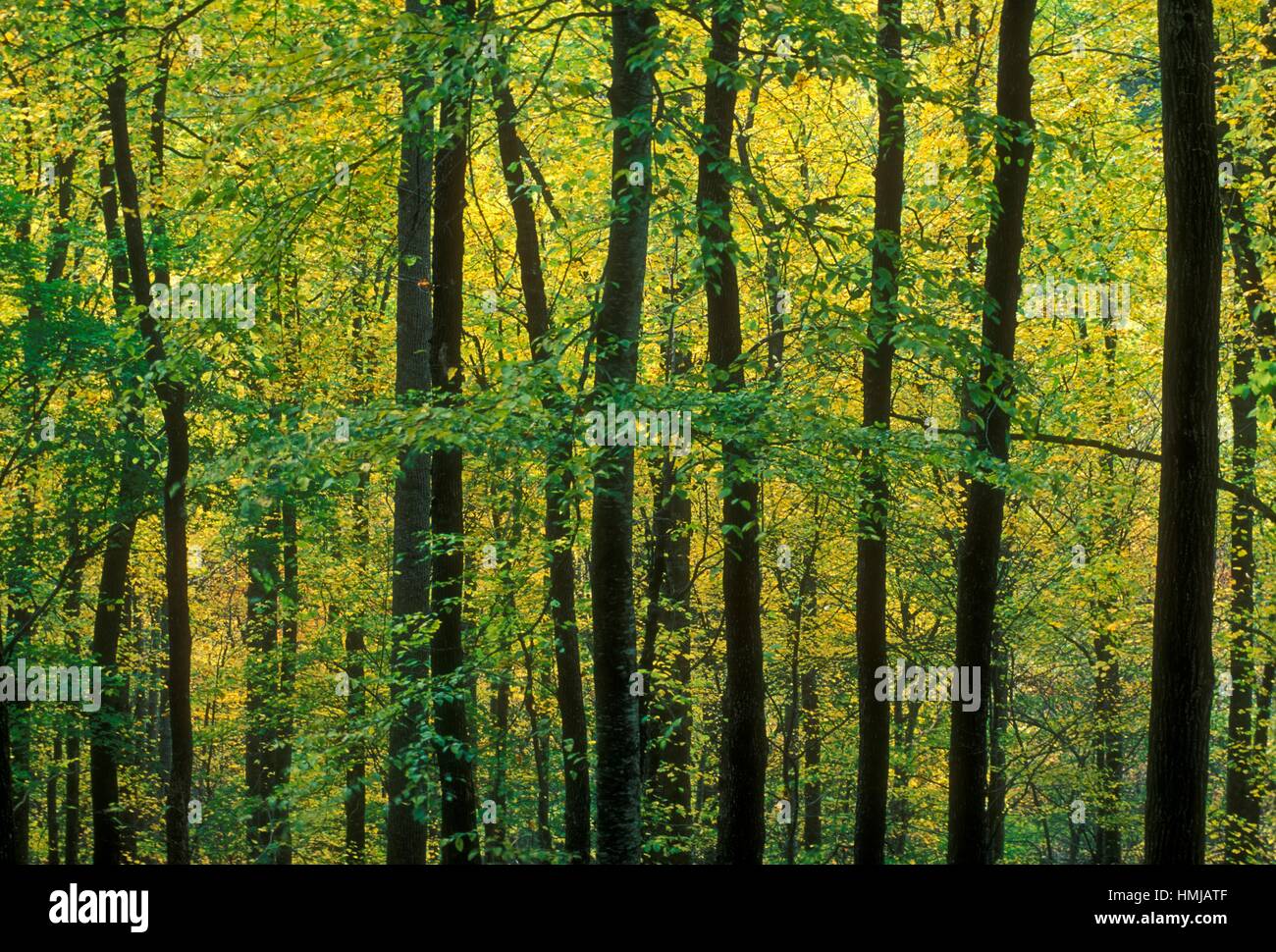 Giant Hardwood Trees High Resolution Stock Photography and Images - Alamy