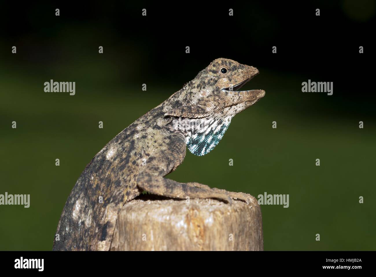 Draco Flying Stock Photos & Draco Flying Stock Images - Alamy
