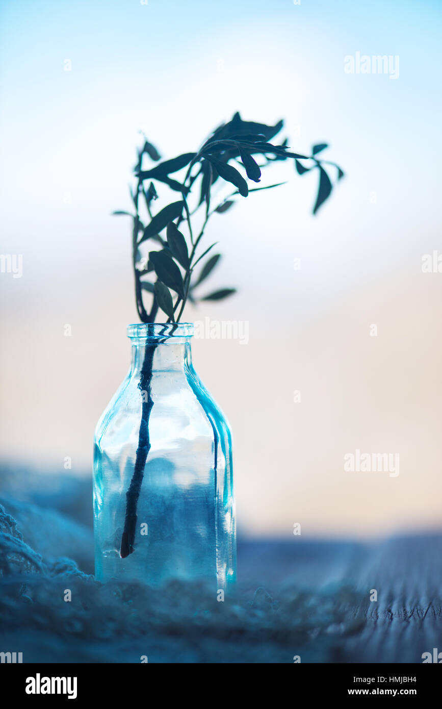 Branch with green leaves in glass bottle Stock Photo