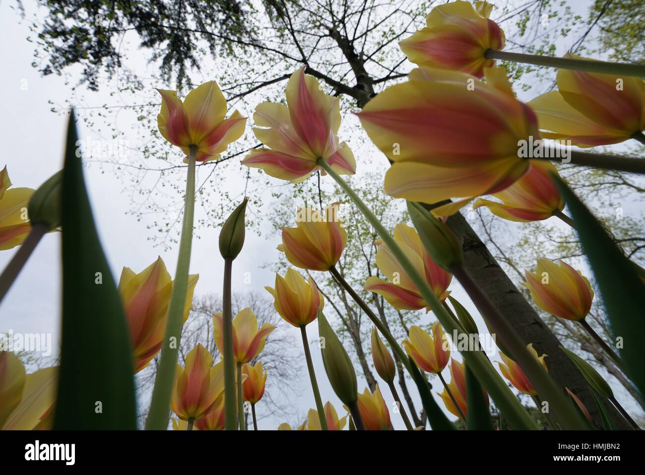 Tulipa sp. Lilioideae. Tulip Festival. Istanbul. Turkey Stock Photo