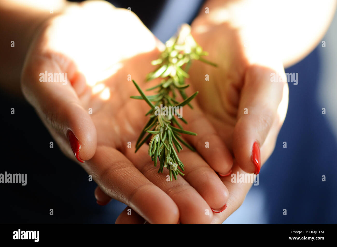 Woman holding a fresh rosemary brunch in her cupped hands Stock Photo