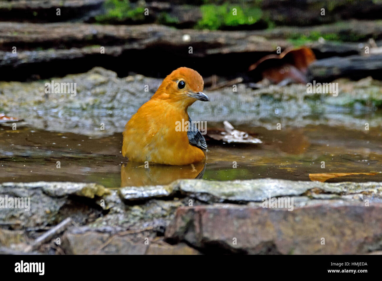 A male Orange-headed Thrush (Geokichla citrina gibsonhilli) taking a bath in a forest pool in Kaeng Krachan National Park in Western Thailand Stock Photo