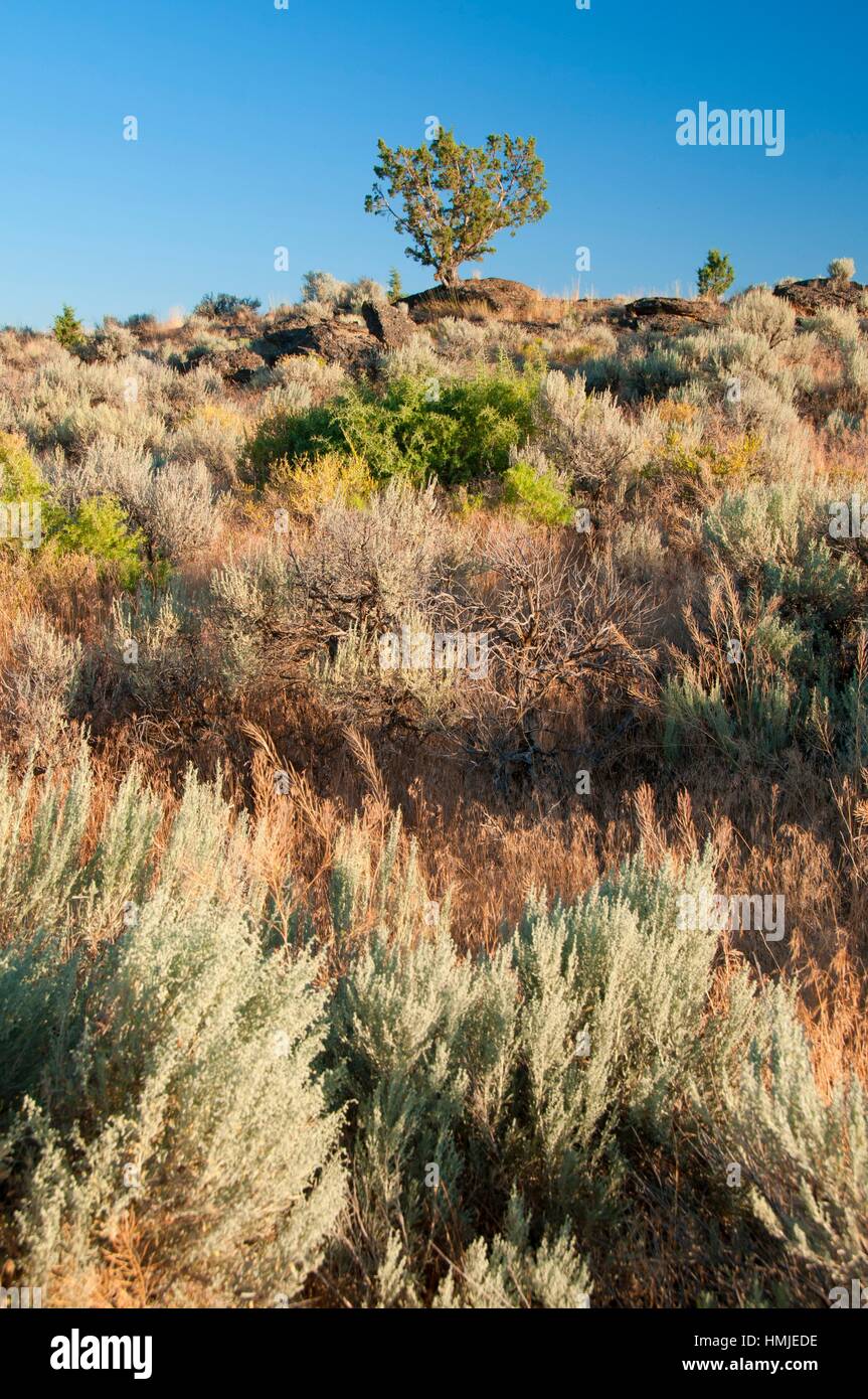 Western juniper (Juniperus occidentalis) with sagebrush, Malheur