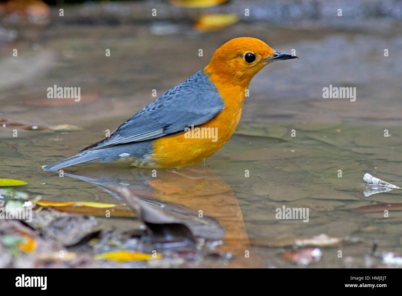 A male Orange-headed Thrush (Geokichla citrina innotata) taking a bath in a forest pool in Phukhieu Wildlife Sanctuary in North East Thailand Stock Photo