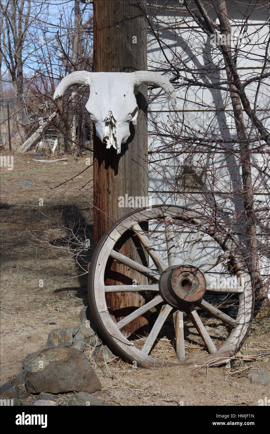 An Old Cow Skull And An Old Wagon Wheel Decorate The Yard Of An