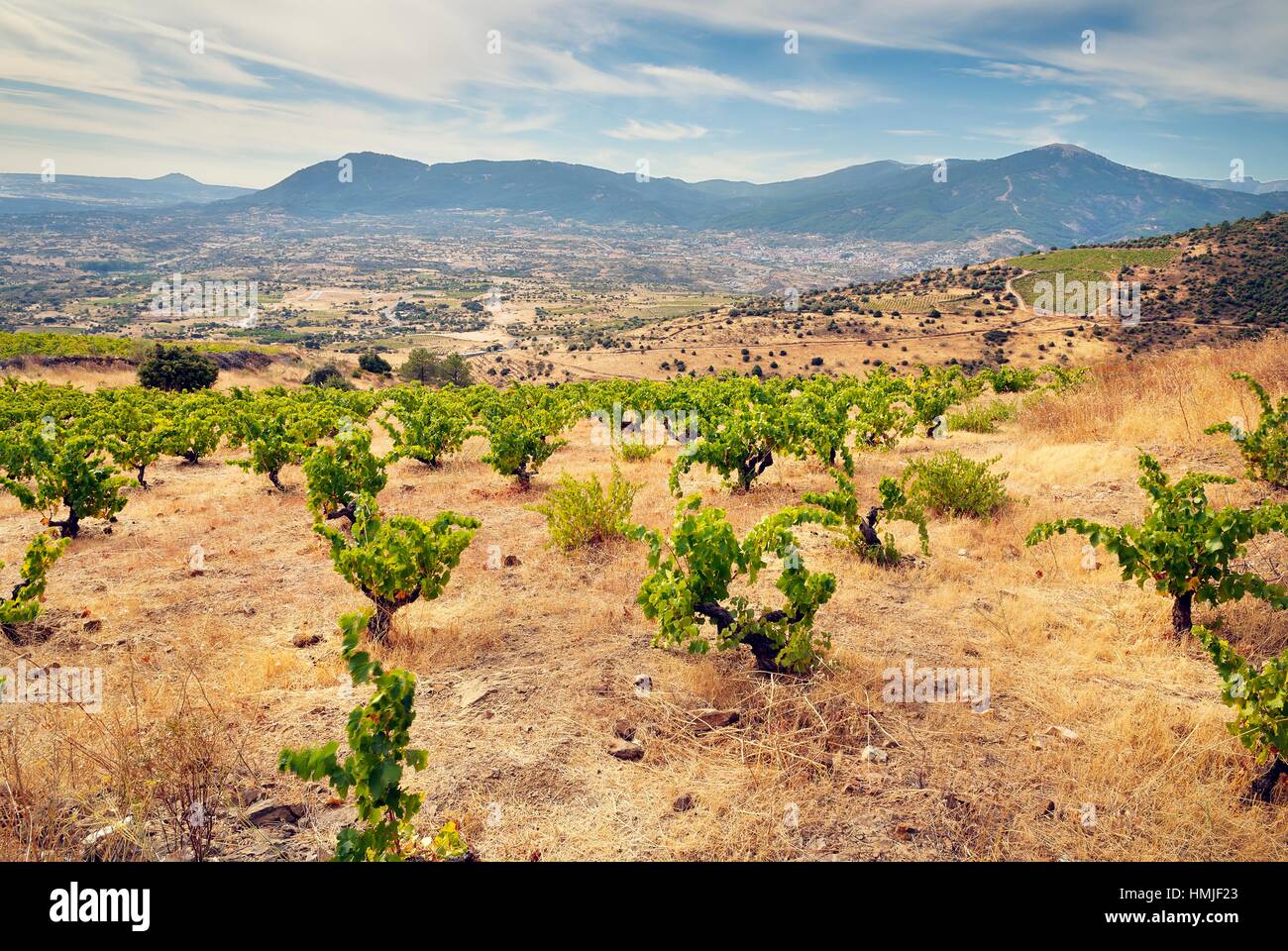 Cebreros vineyard hires stock photography and images Alamy
