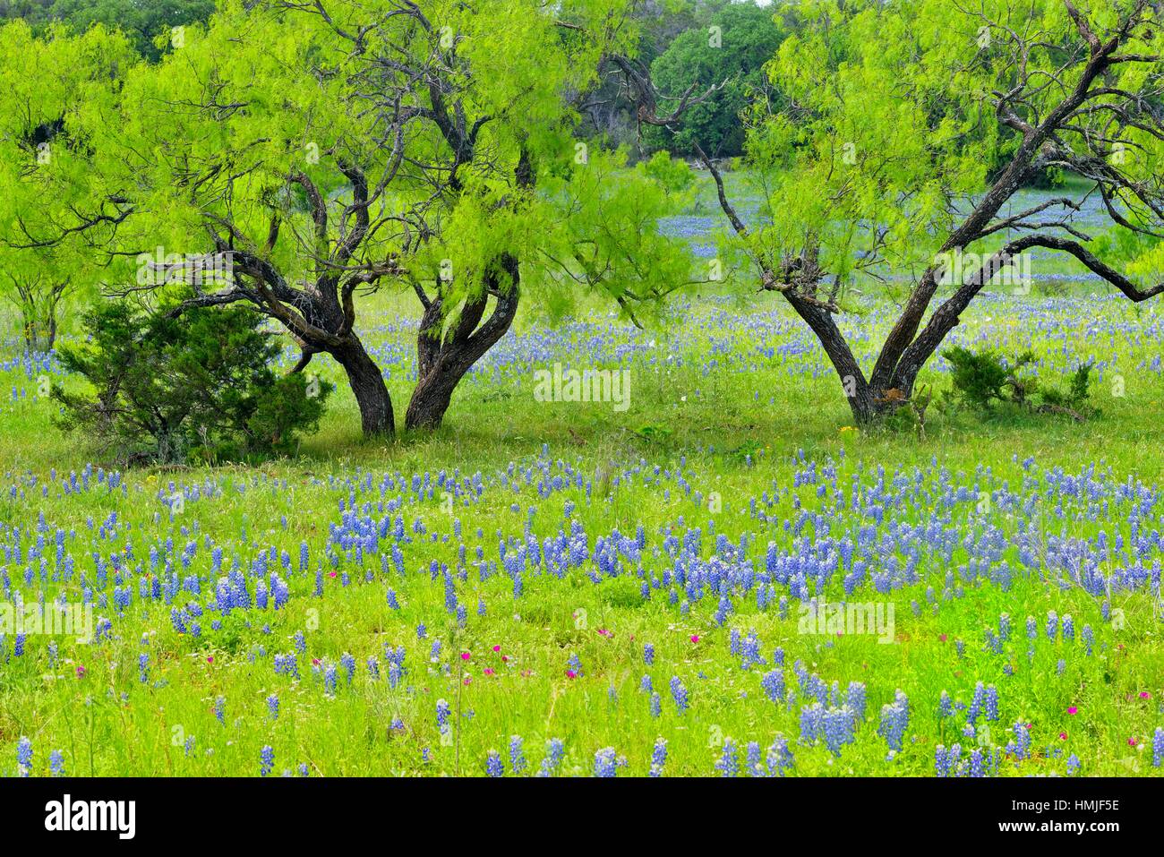 Roadside wildflowers along Threadgill Creek Road featuring Texas
