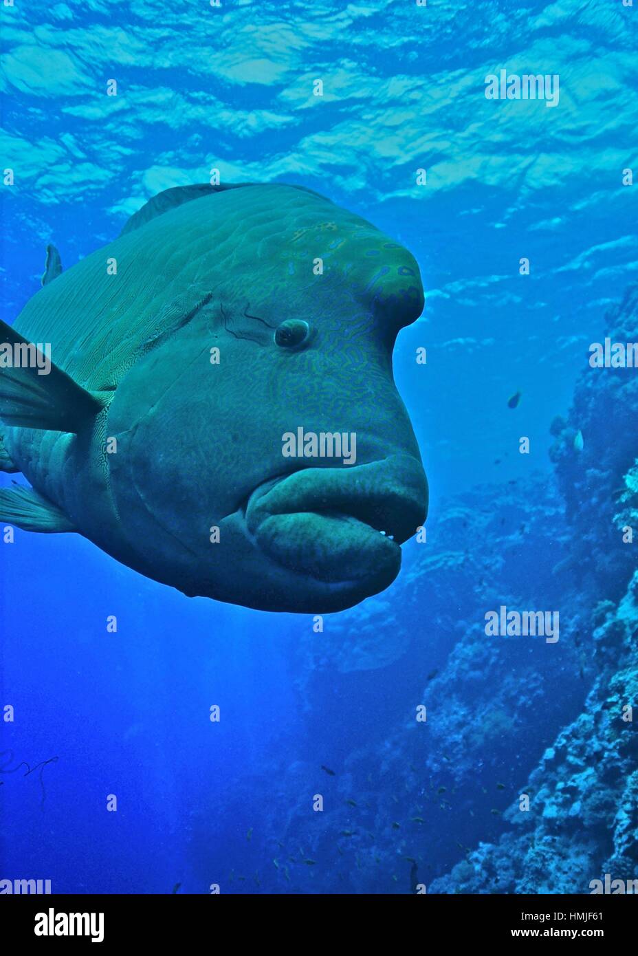 The humphead wrasse (Cheilinus undulatus) is listed as endangered in the IUCN Red List of Threatened Species. Photographed in the Egyptian Red Sea. Stock Photo