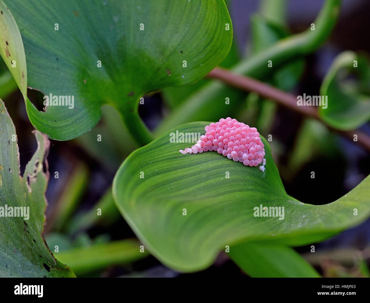 Eggs of the Golden Apple Snail (Pomacea canaliculata) on a Water Hyacinth (Eichornia crassipes) leaf in a canal in Central Thailand Stock Photo
