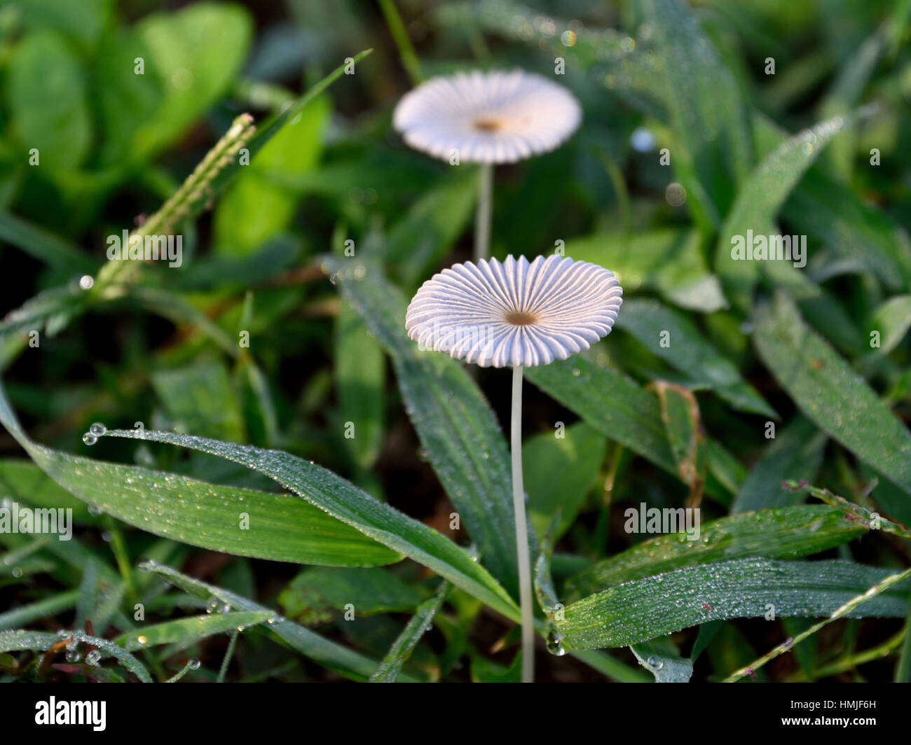 Japanese Umbrella Mushroom a Basidiomycete fungus in the early morning dew in Thailand Stock