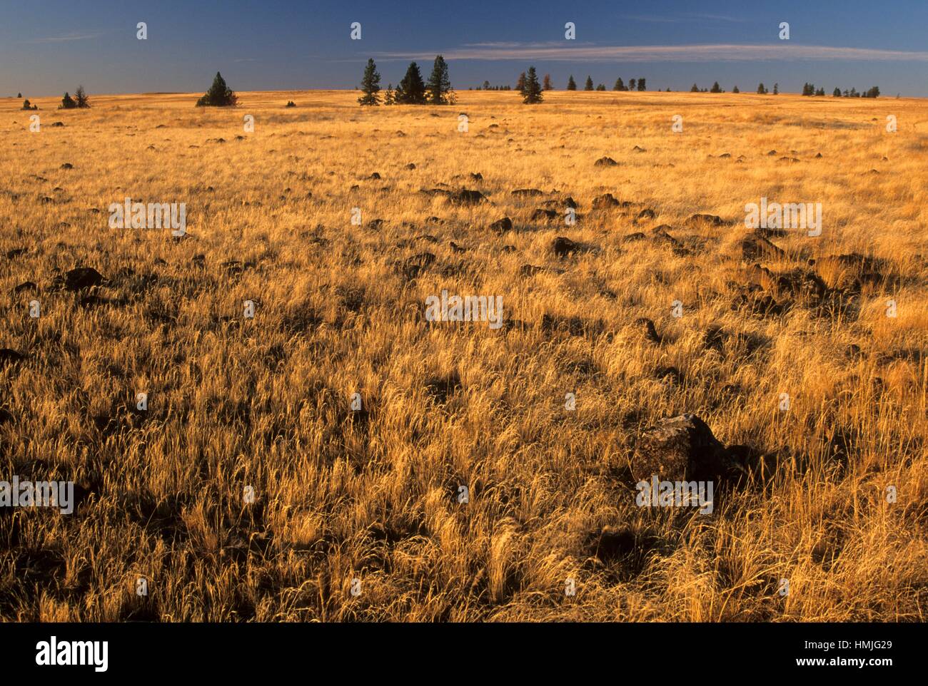 Grassland, Bridge Creek Wildlife Area, Blue Mountain National Scenic Byway, Oregon Stock Photo