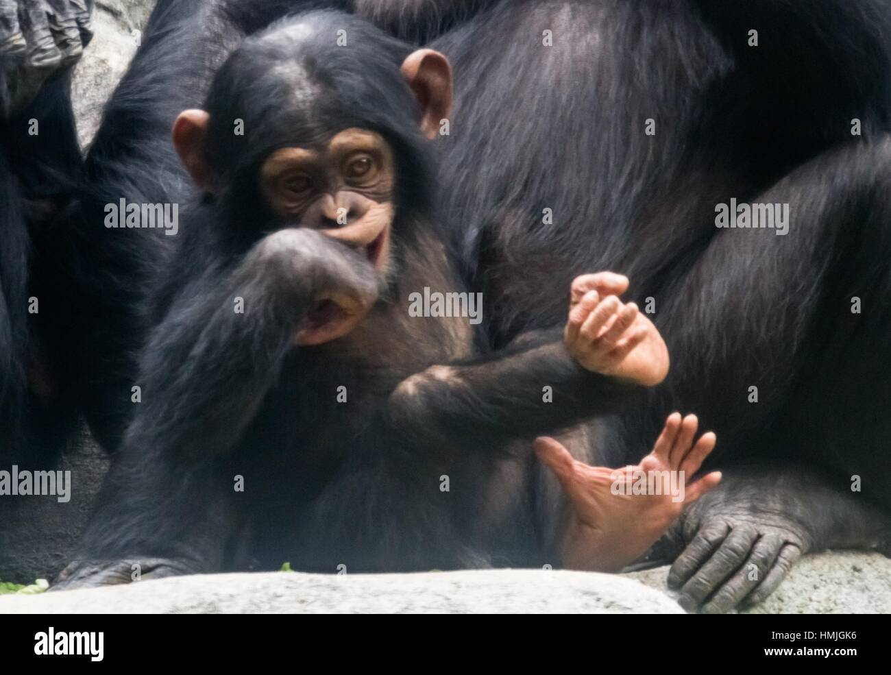 chimpanzee hand thumb