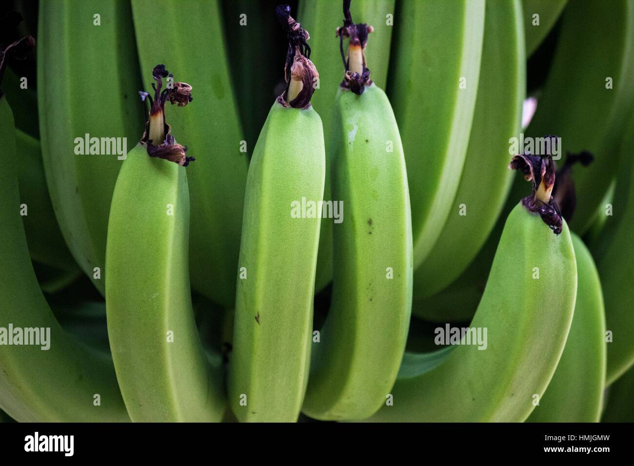 Clusters of green (unripe) bananas growing on a banana tree (plant) in